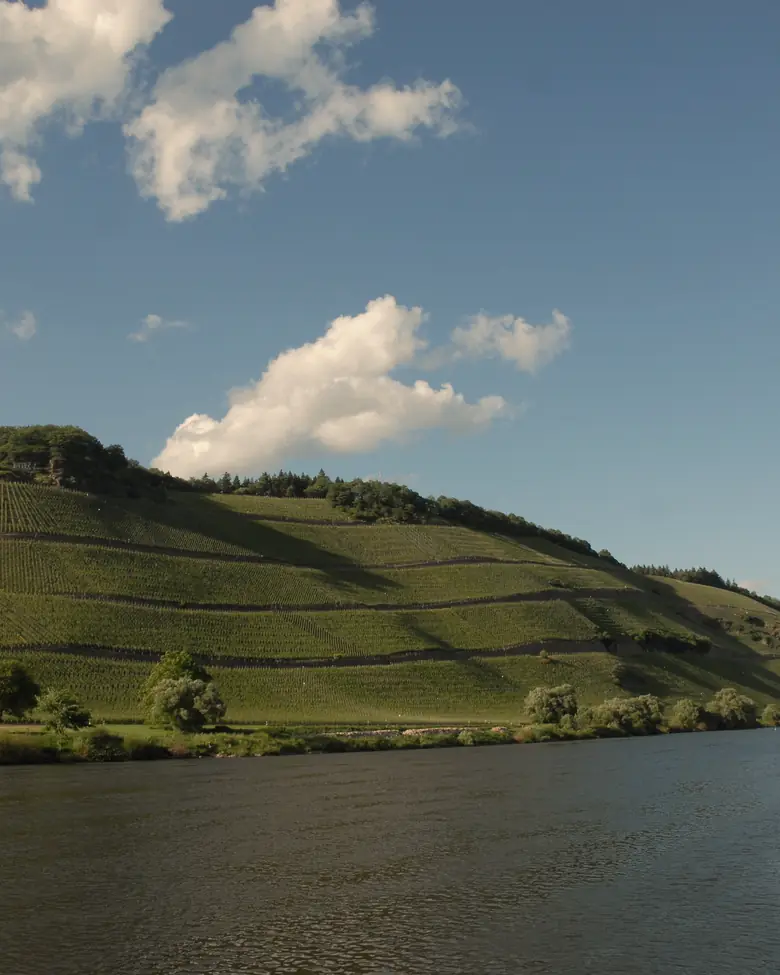 Winnica nad Mozelą